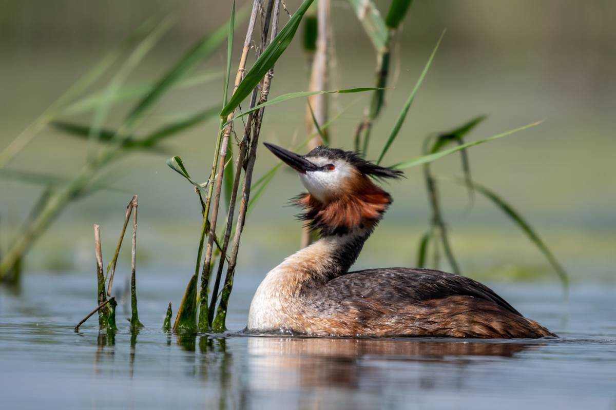 Серощёкая поганка (podiceps grisegena) - описание, среда обитания