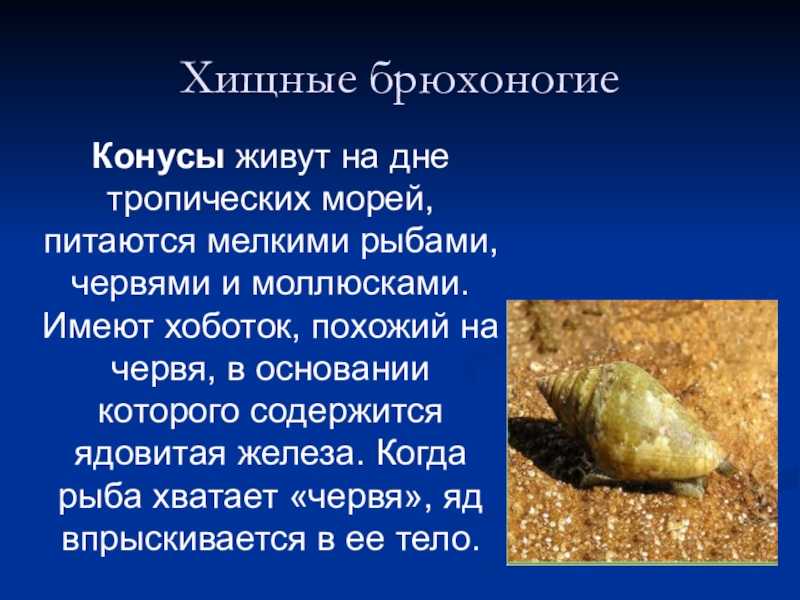 Испанский тритон: содержание в аквариуме, фото
испанский тритон: содержание в аквариуме, фото