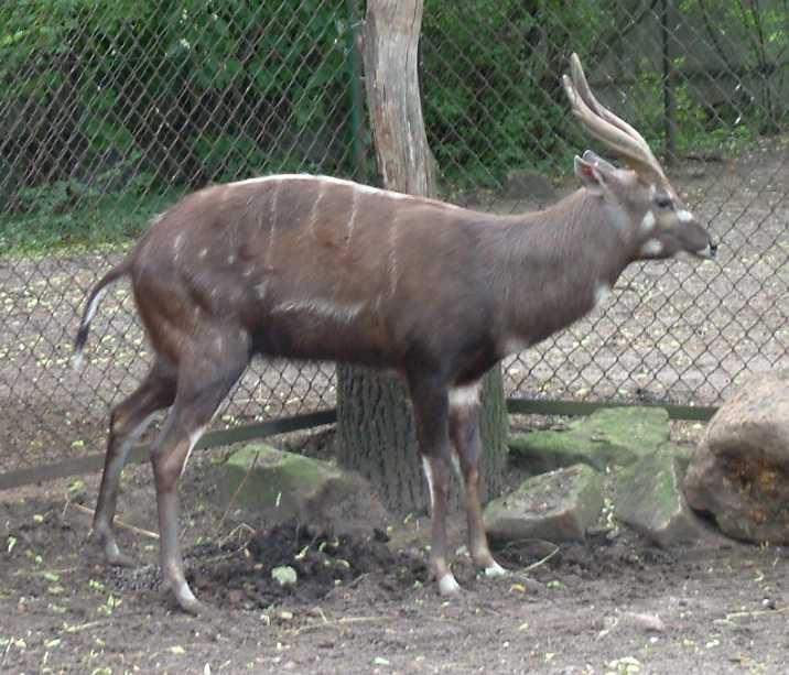 Tragelaphus spekei