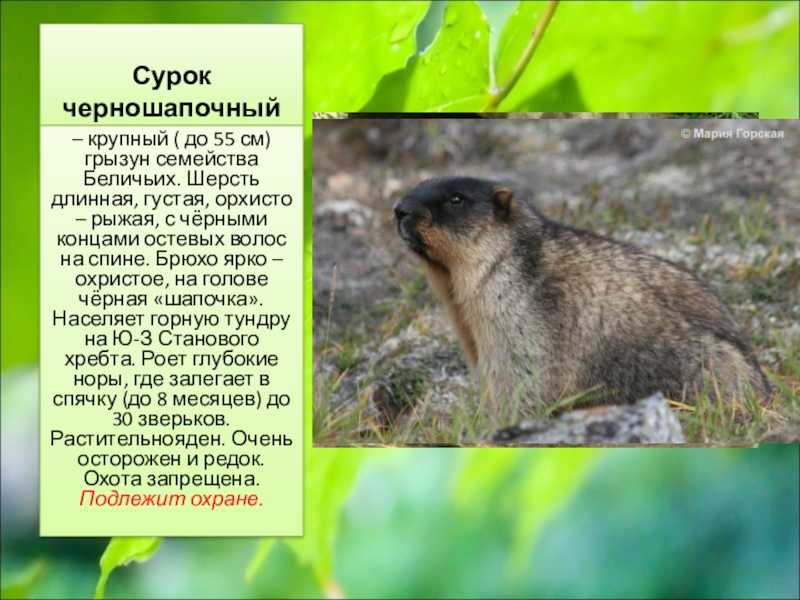 Сурок marmot | aboutswitzerland.ru