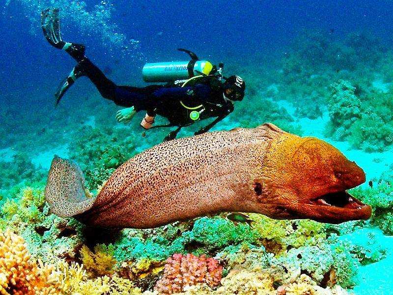 Пресноводная мурена (gymnothorax tile)