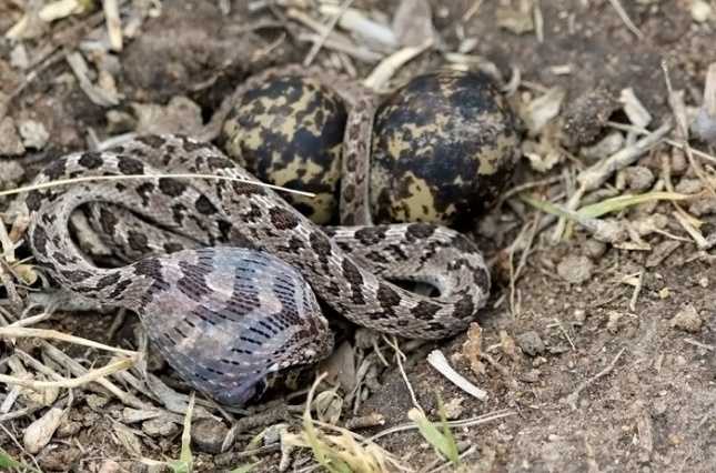 Африканская яичная змея или африканский яйцеед (лат. dasypeltis scabra). род: dasypeltis = африканские яичные змеи, яйцееды змея которая ест яйца с большой головой