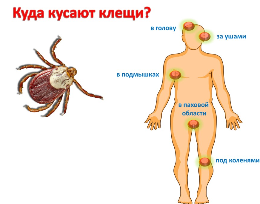 Сифака верро – танцующий лемур