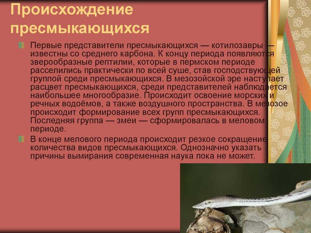 Все о сухопутной черепахе