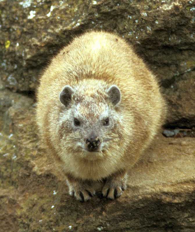 Даман брюса heterohyrax bruceii