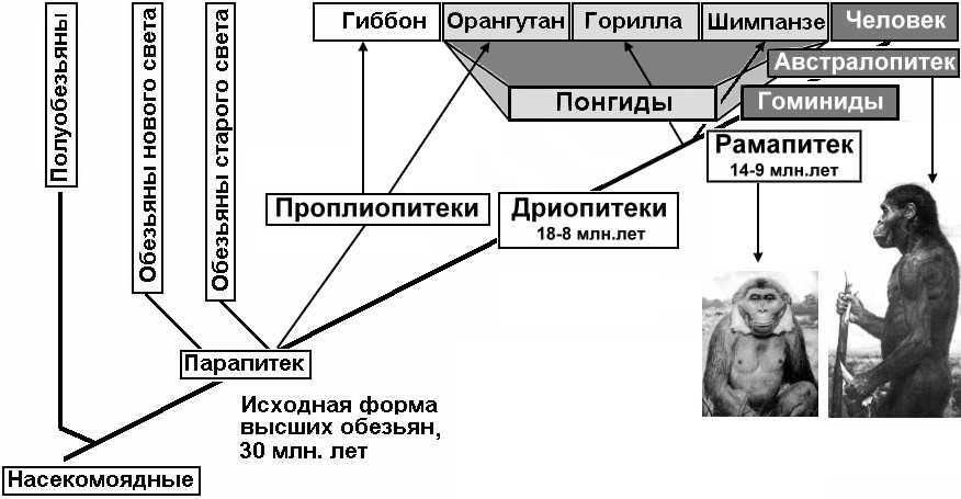 Развитие человека основные направления развития человека. Древо гоминид. Схема эволюции семейства гоминид. Схема понгиды и гоминиды. Эволюция человека таблица гоминид.