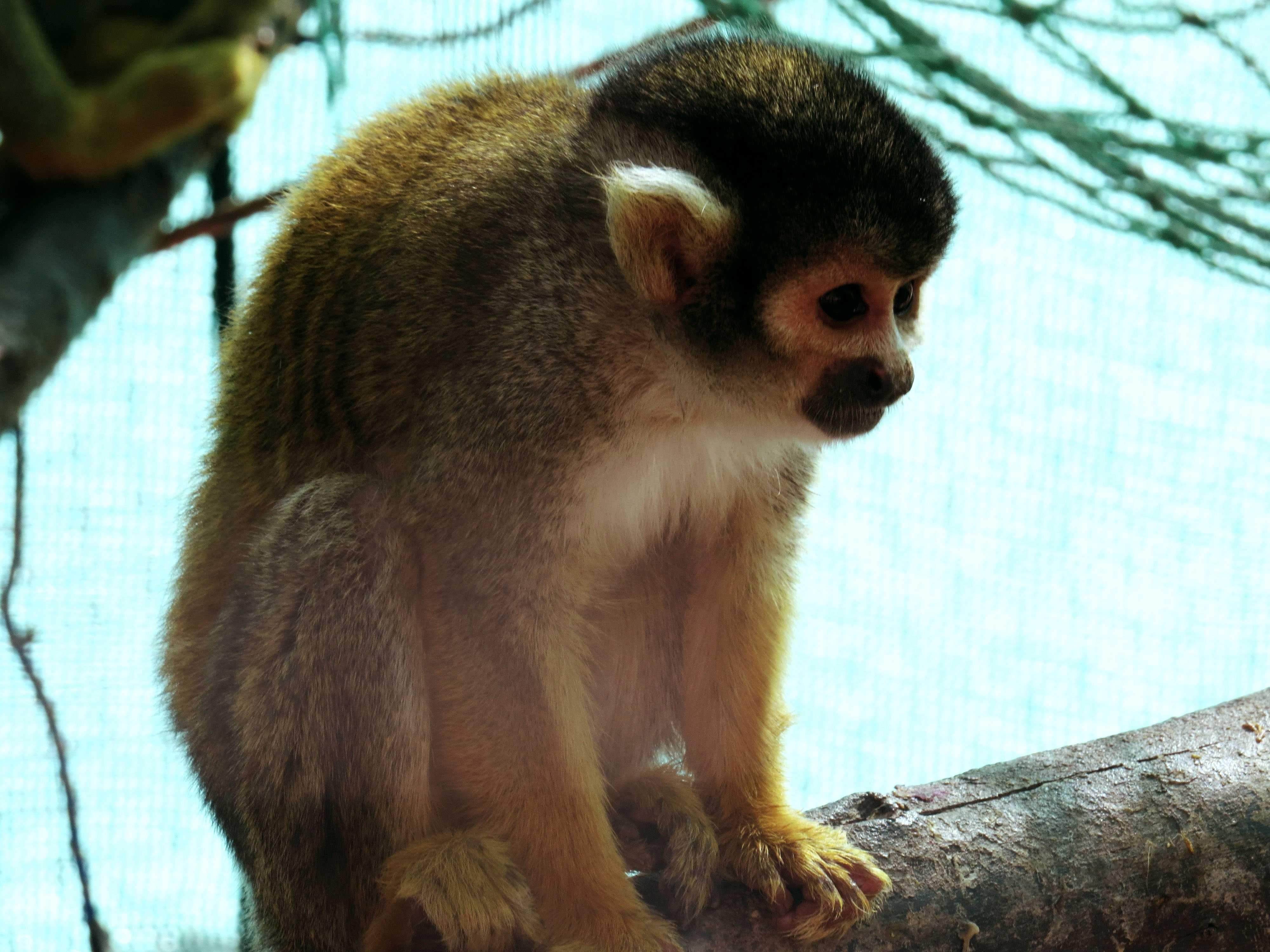 Small monkey. Голоухий саймири. Приматы саймири. Саймири обезьяна. Саймири в зоопарке.