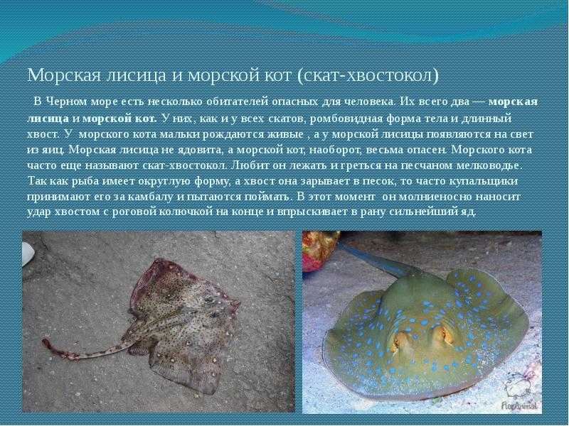 Скаты