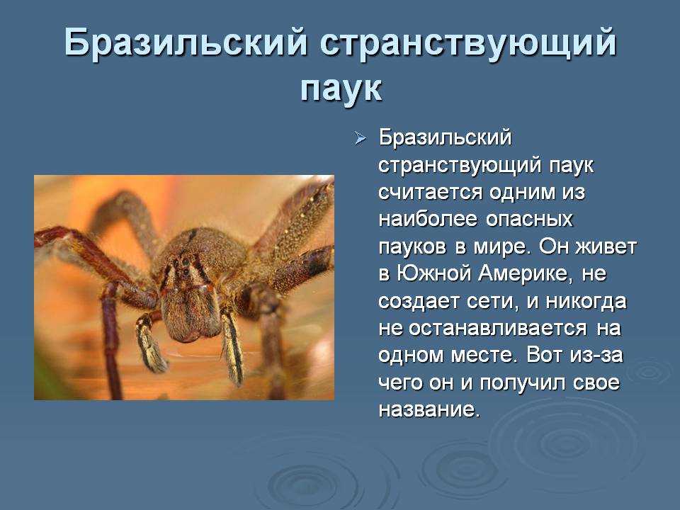 Пауки, значит? - задание - world of warcraft