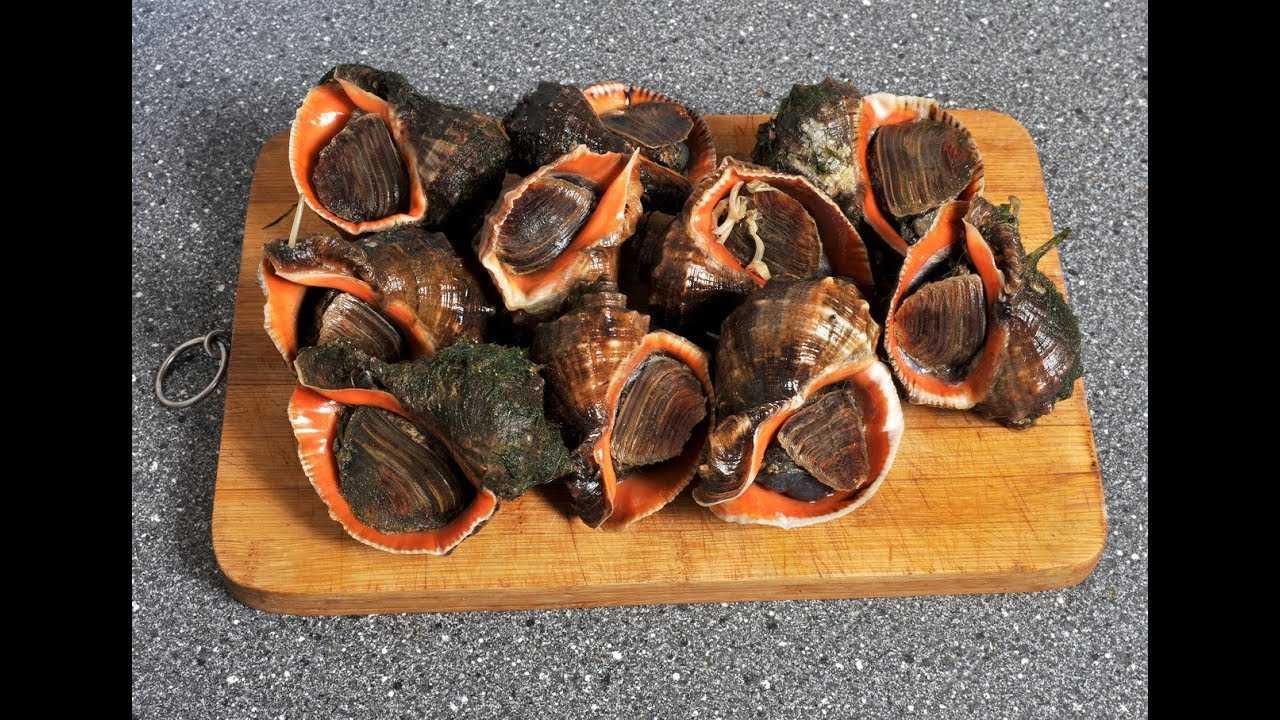 Картины, иконы из соломки лидии ретивской - ракушка рапан. как очистить ракушку