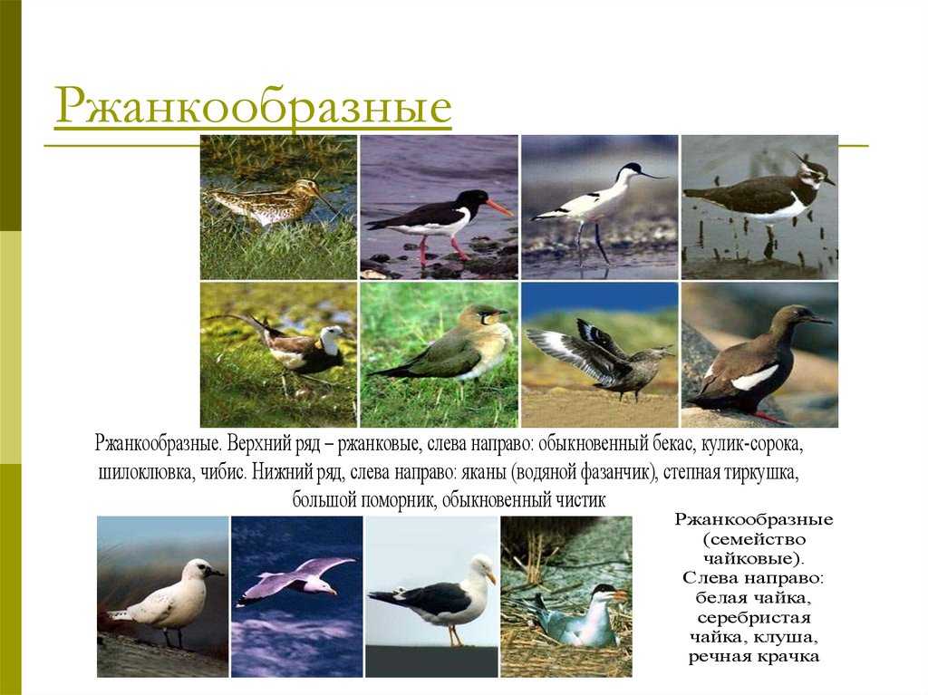 Чистиковые