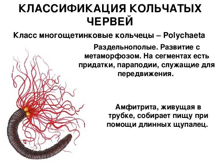 Гиляров, меркурий сергеевич