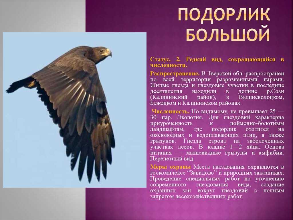 Черный коршун: труженик полей или вороватый хищник?