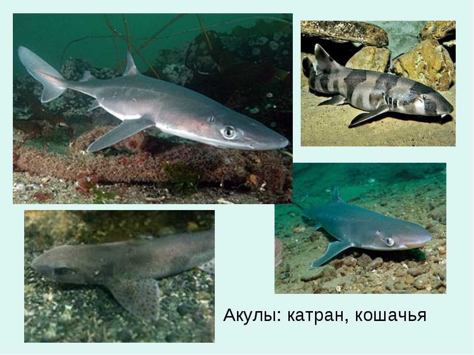 Белоплавниковая кошачья акула. особенности, описание