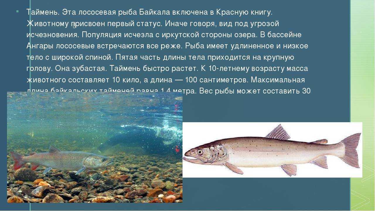 Рыба ленок — как выглядит, чем отличается от тайменя, образ жизни