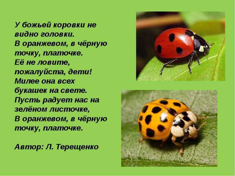Родственник божьей коровки. что ест божья коровка в домашних условиях