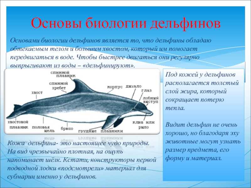 Животные обитатели воды имеют обтекаемую форму тела