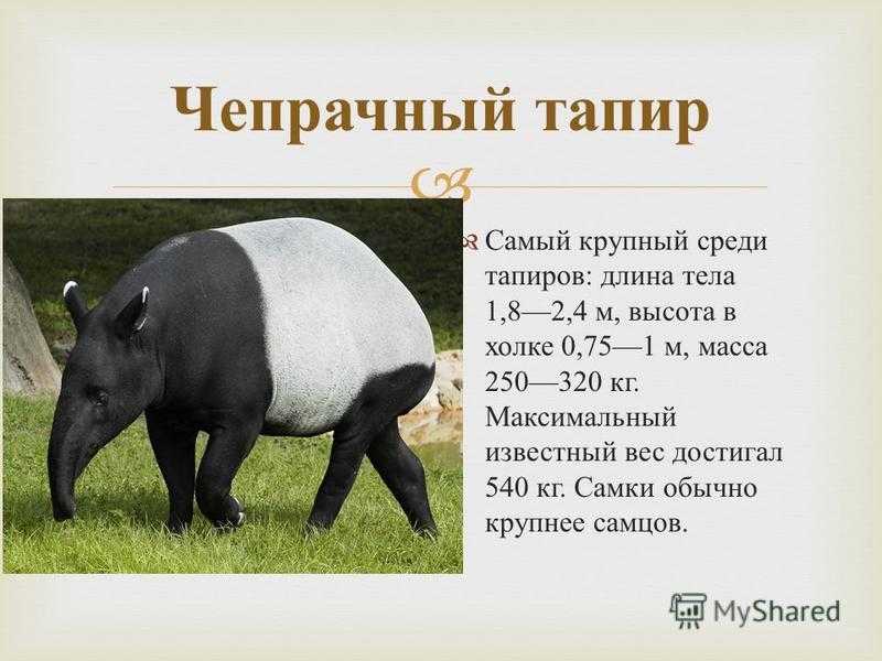 Тапиры – фото, описание, ареал, рацион, враги, популяция