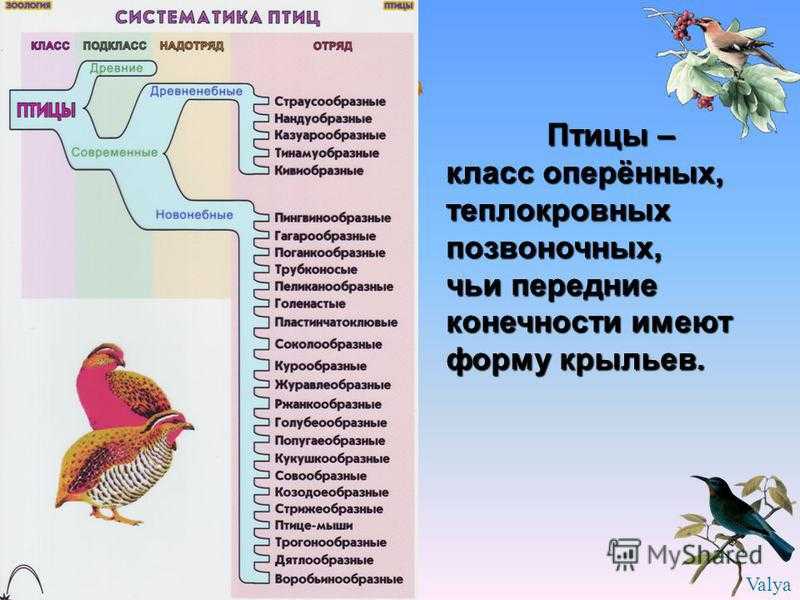 Журавль птица. описание, особенности, виды, образ жизни и среда обитания журавля | живность.ру