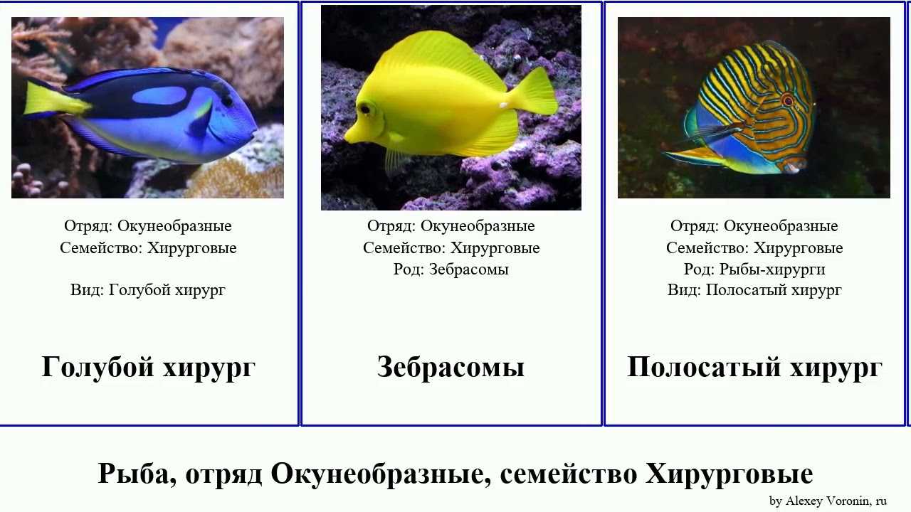 Уход и содержание рыбы хирурга