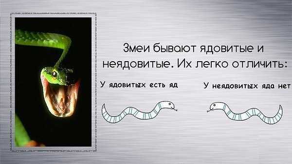 Змея медянка обыкновенная, фото и описание вида