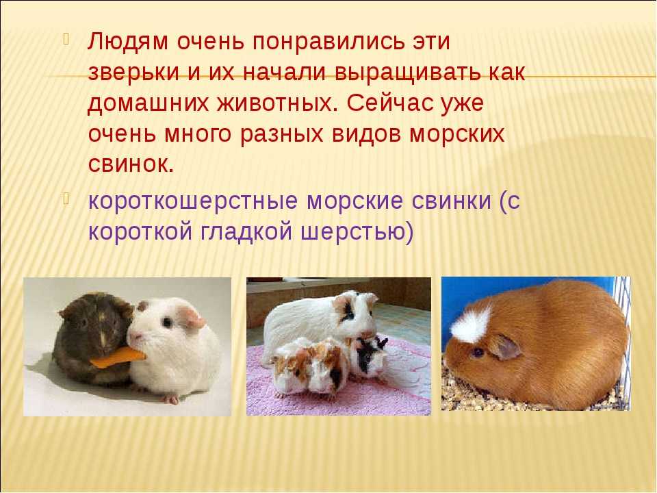 Почему морская свинка так называется, история происхождения названия
