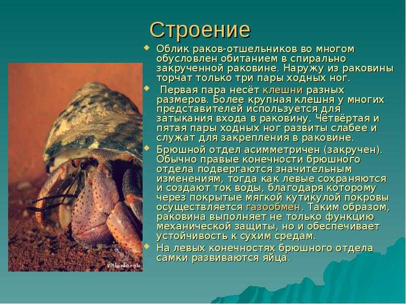 Рак отшельник - содержание в аквариуме и фото