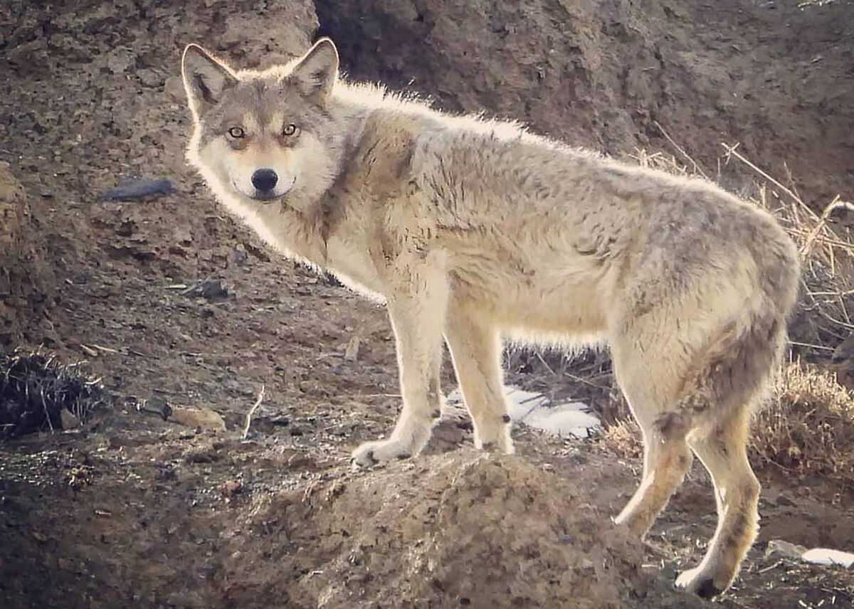 Волки. canis lupus. сайт про зверей - zverosite.ru