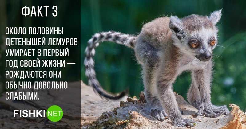 5 самых маленьких млекопитающих в мире