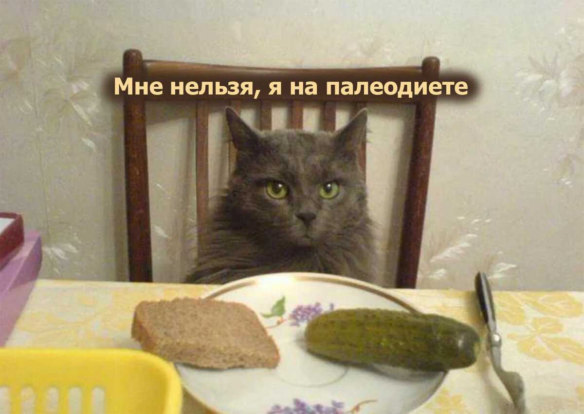 Вот почему кошки чистят себя после еды