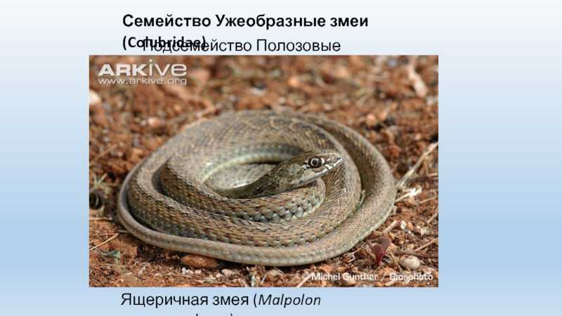 Змеи армении - общая характеристика и виды - armgeo.am