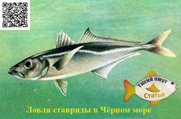 Ставрида - читайте на сatcher.fish