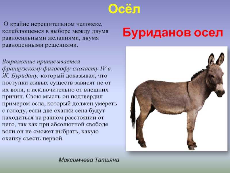 Почему ослы упрямые? и чему крутому осёл может научить человека? | а знаете ли вы... | дзен