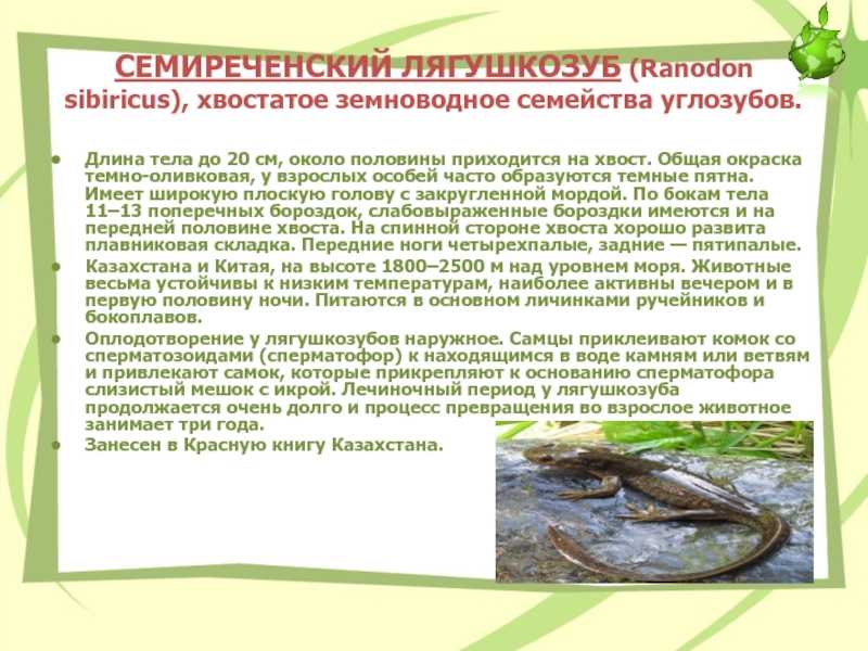 Семиреченский лягушкозуб — вики