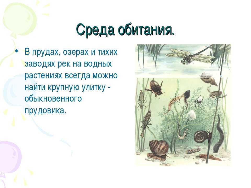 Прудовики
