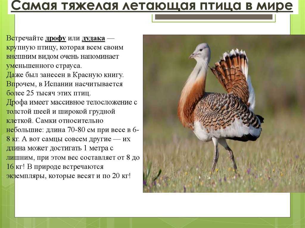 Презентация к уроку по биологии (7 класс) на тему: отряд журавлеобразные