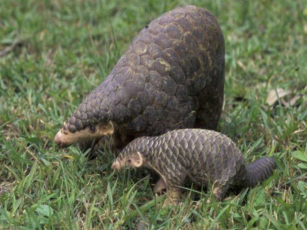 Панголины