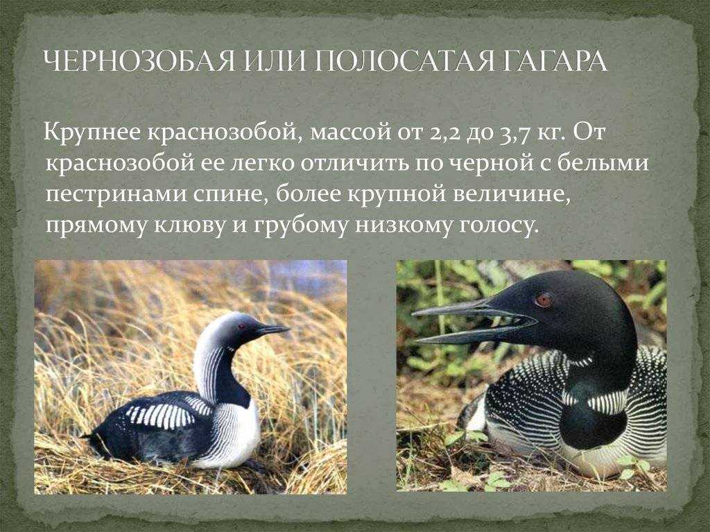 Белоклювая гагара — самая крупная из гагар