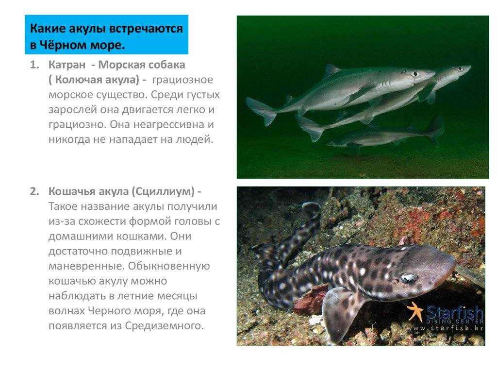 Акула кошачья: описание, окрас, фото : labuda.blog