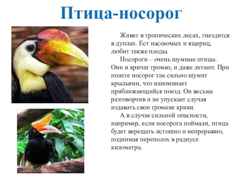 Выдра - описание, где обитает, чем питается, фото и видео, враги
