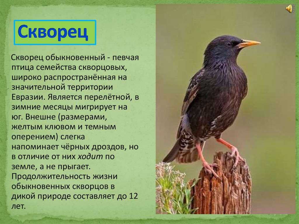 Как выглядит дрозд: характеристика и описание видов птиц, что едят и где живут, содержание в домашних условиях