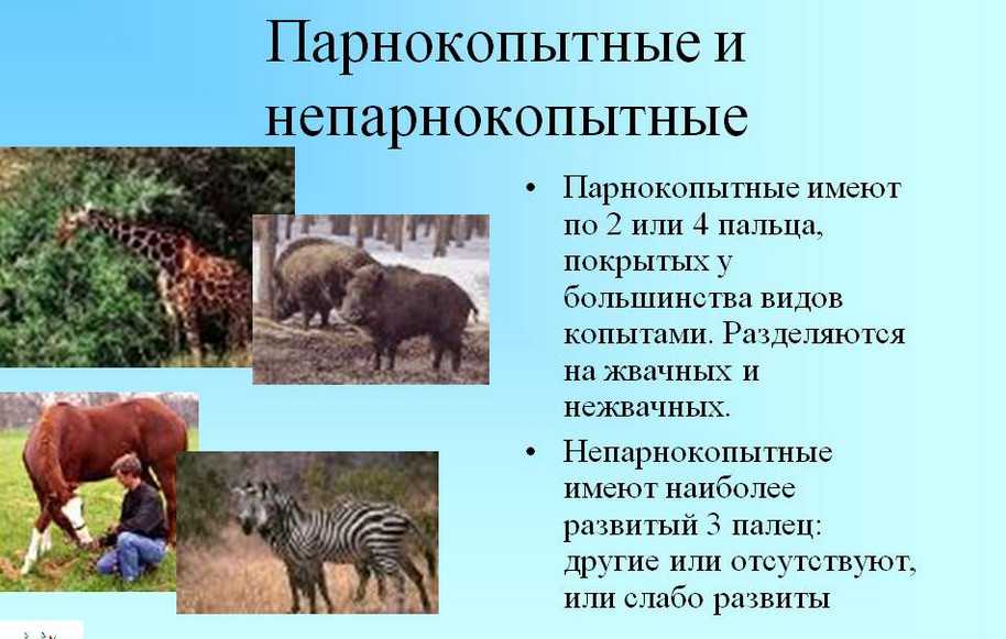 Парнокопытные и непарнокопытные животные - определение, признаки