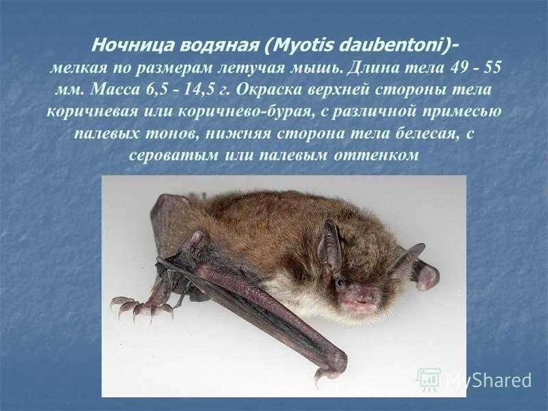 Усатая ночница: описание, фото и интересные факты