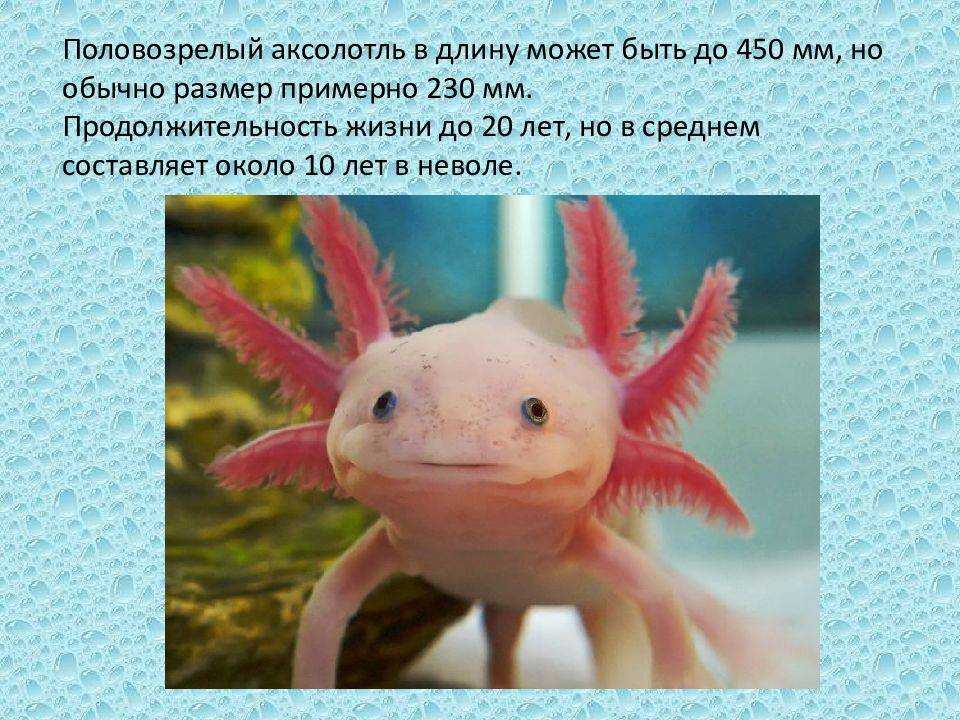 Амбистомы, амбистомовые (ambystomatidae)