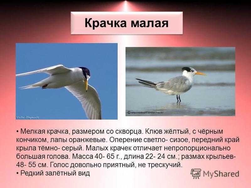 Полярная крачка — единственная в мире, кто знает дорогу от северного полюса к южному