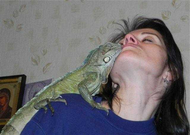 Обыкновенная игуана, или зеленая игуана (iguana iguana) | ящерицы | ptichka.net - домашние питомцы