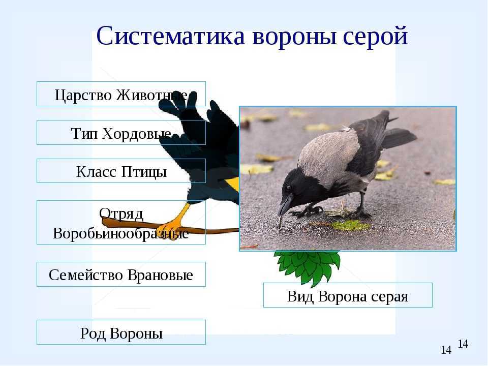 Сойка (фото) – птичка, поражающая своим репертуаром