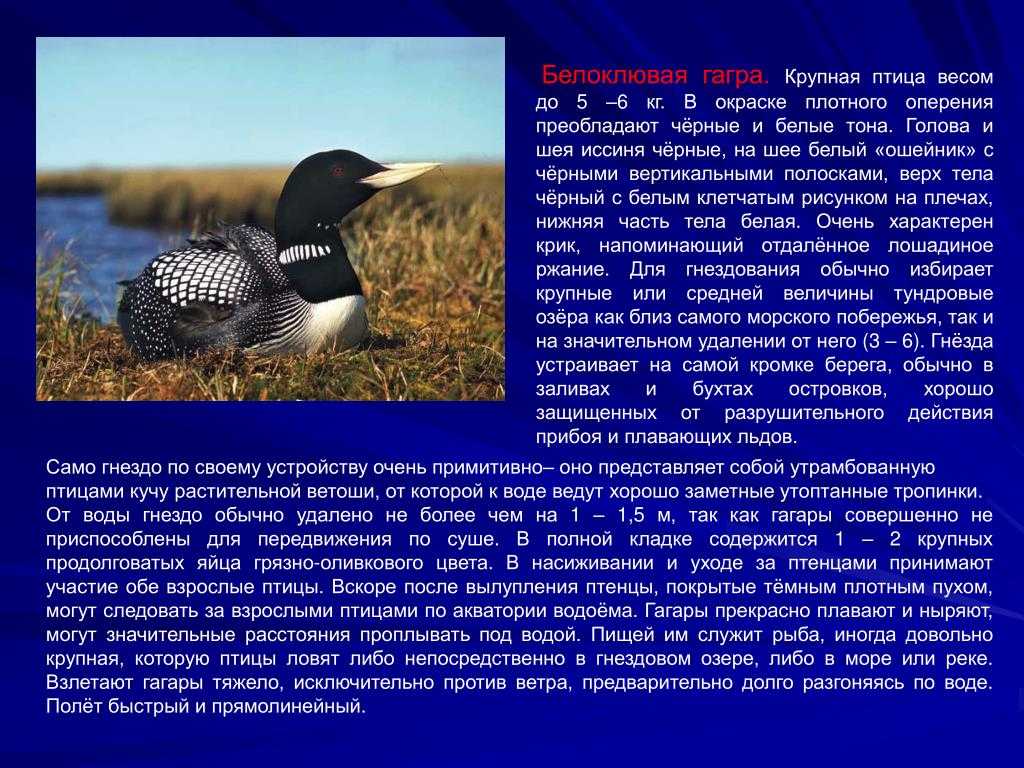 Краснозобая гагара – фото и описание, где обитает и чем питается, поведение и видео