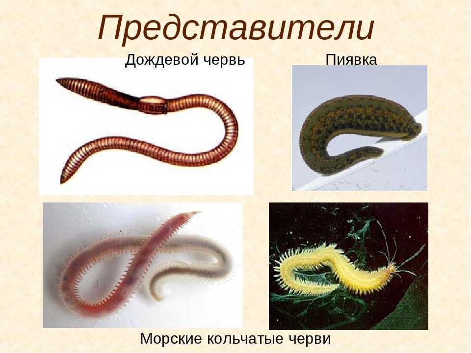 Кольчатые черви - описание, питание, размножение и классификация — природа мира