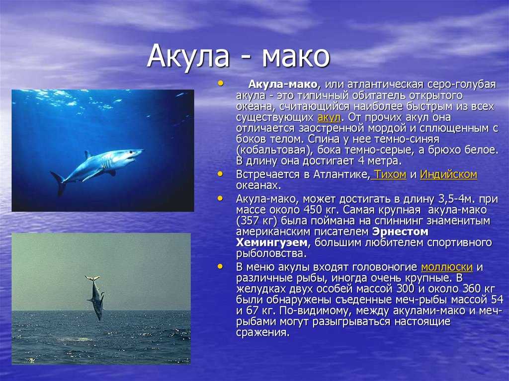 Акула кошачья: описание, окрас, фото : labuda.blog